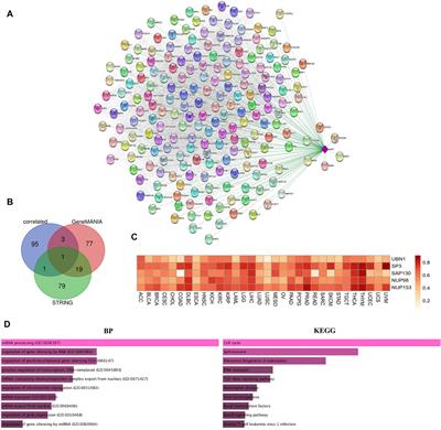 Evidence of Omics, Immune Infiltration, and Pharmacogenomic for SENP1 in the Pan-Cancer Cohort